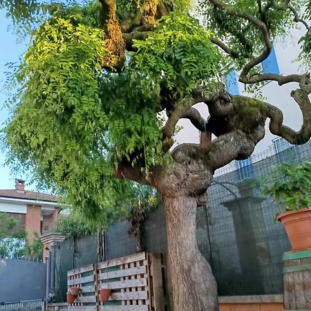 L'albero Del Druido * Villastellone