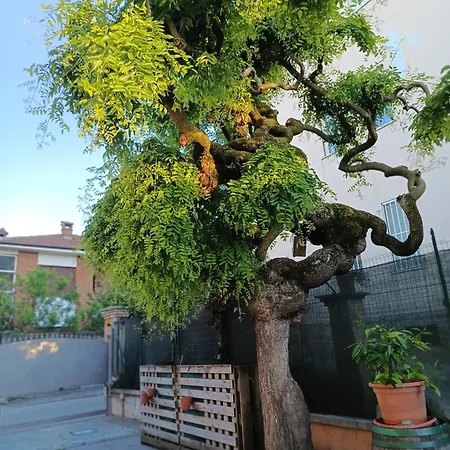L'albero Del Druido *